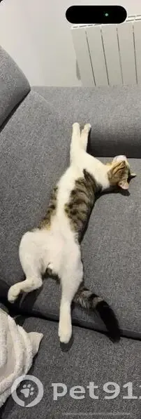 Chat mâle gris et blanc perdu à Argenteuil - photo