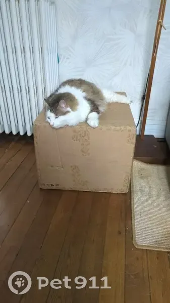 Chat européen perdu, 6kg, Rue Hoche, Vanves - photo