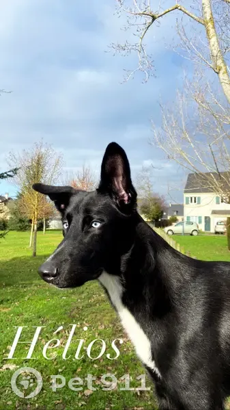 Chien noir et blanc perdu près du McDo Trelazé - photo