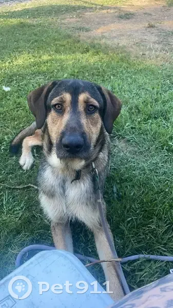 Chien fauve 1 an perdu D14 Issigeac - photo