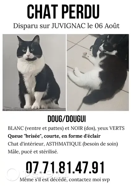 Chat perdu : Doug, asthmatique, besoin urgent - photo