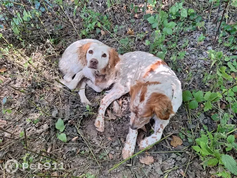 Deux épagneuls bretons trouvés à Les Nouillers - photo