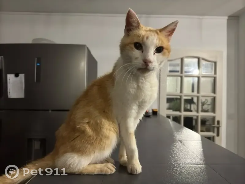 Chat blanc et roux trouvé, très maigre, docile - photo