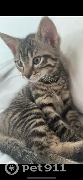 Chaton mâle tigré disparu à Maxéville - photo