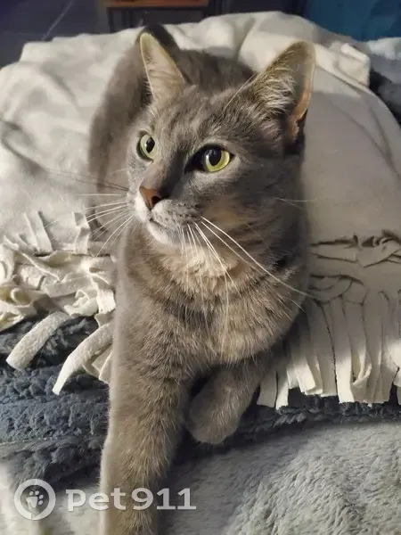 Chat gris mâle perdu, vu samedi, Le Thou - photo