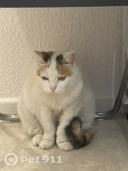 Chat trouvé rue Aufschlager, Strasbourg - photo