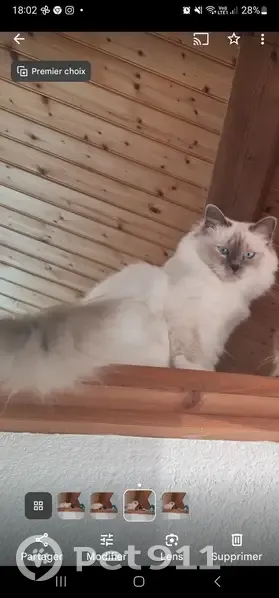 Chatte blanche et grise perdue, 11 mois, Sables - photo