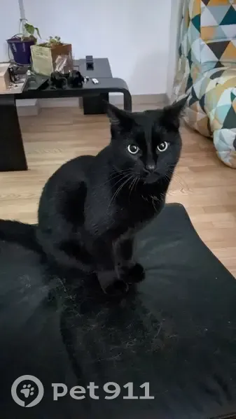 Chat noir mâle 7 ans perdu à Toulouse - photo