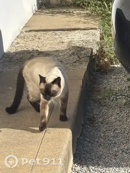 Chat trouvé câlin rue Jean Moulin, Poitiers - photo