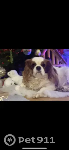 Chien disparu : Lyly, Cavalier King Charles - photo