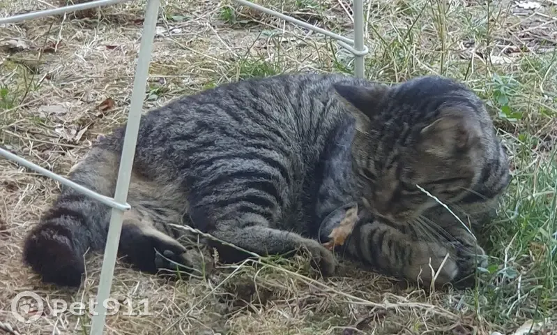Chat Européen tabby gris 3 ans perdu à Bruguières - photo
