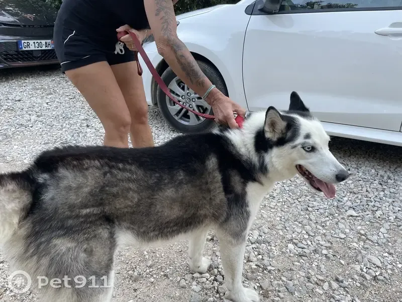 Husky femelle trouvée, yeux bleus, Nîmes - photo