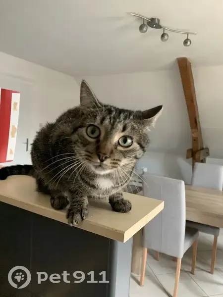 Chat mâle 5 ans perdu à Florange - photo