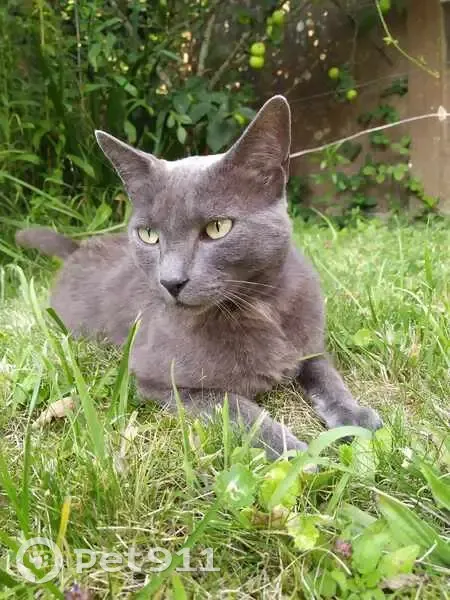 Chat Chartreux perdu à Binic - Prince - photo