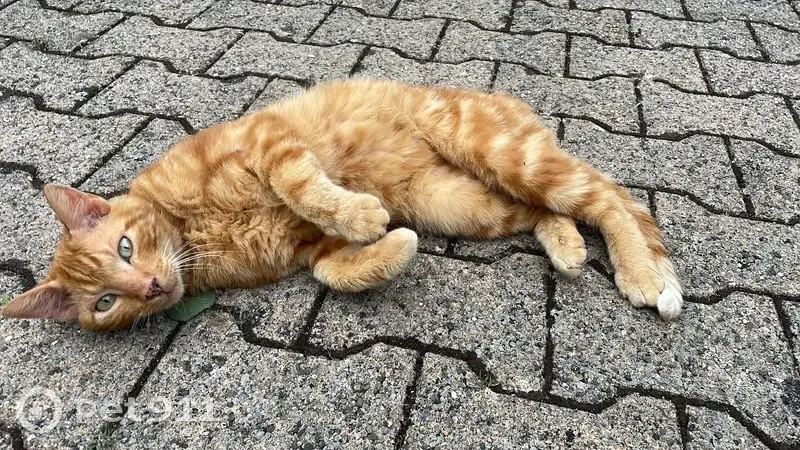 Chat roux trouvé, soigné, cherche foyer - photo