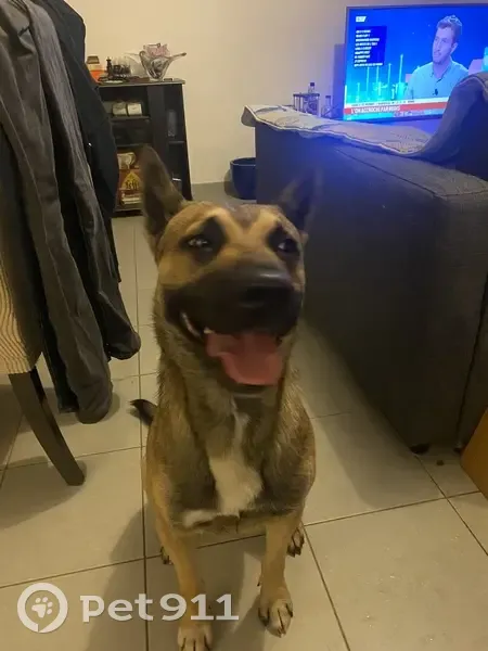 Chien Malinois mâle trouvé à Nantes - photo