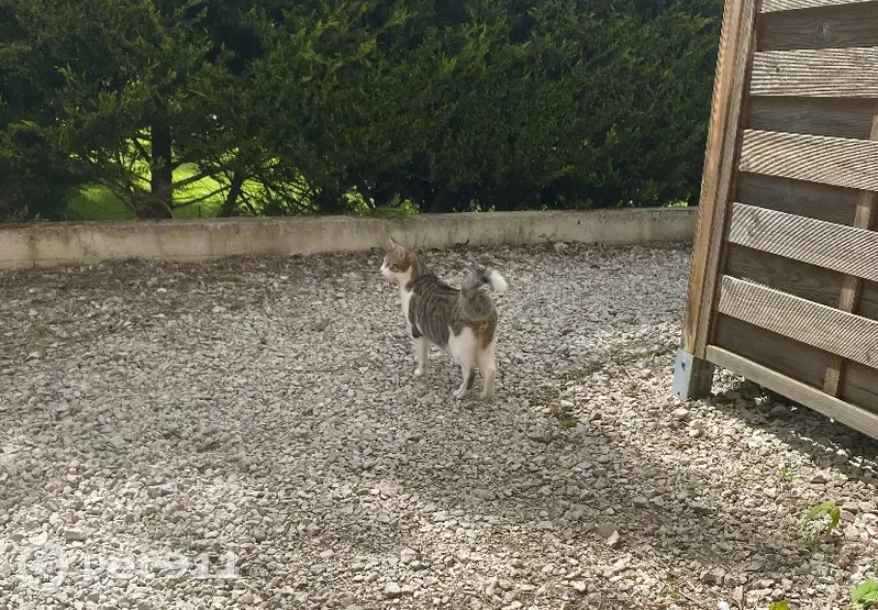 Chat perdu à Brognard, originaire de Beutal - photo