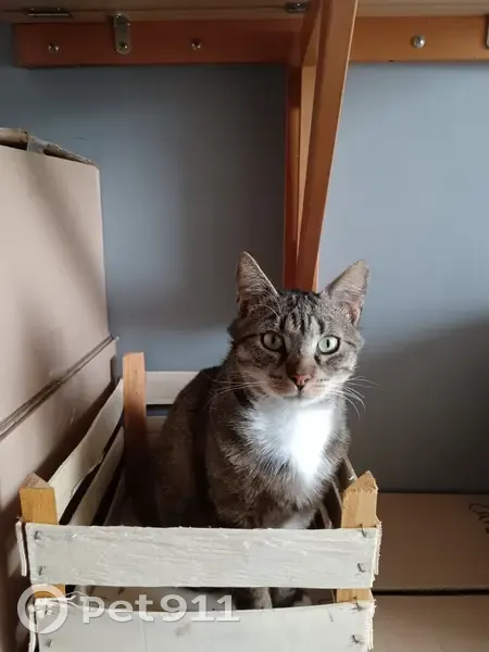 Chat tigré et blanc perdu à Dijon - photo