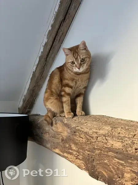 Chatte rousse sans queue perdue à Paris - photo