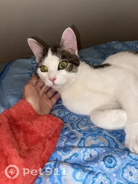Chat blanc tigré perdu à Groslay (IDF) - photo