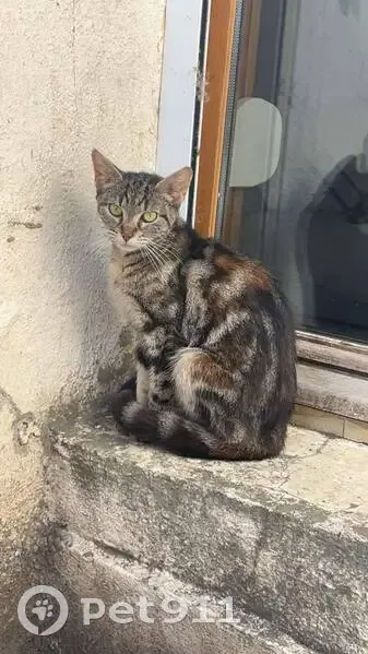 Jeune chatte tigrée trouvée à Bohain-en-Vermandois - photo