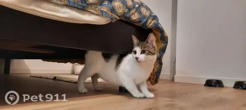 Chat mâle castré perdu à Châteaugiron - photo