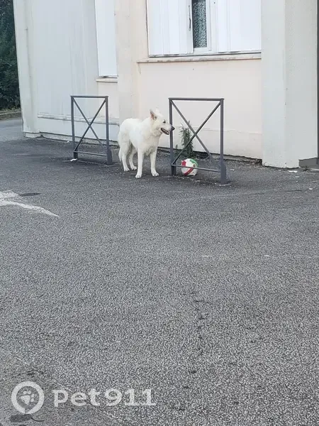 Berger blanc suisse aperçu au bd du Vigenal - photo