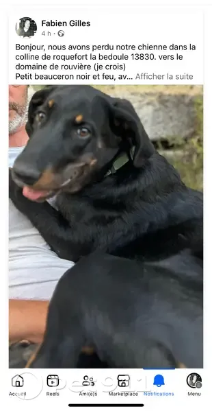 Chien perdu : Beauceron femelle 6 mois - photo