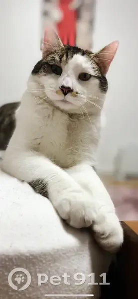 Chat disparu, Archie, colier gris, Sevran - photo
