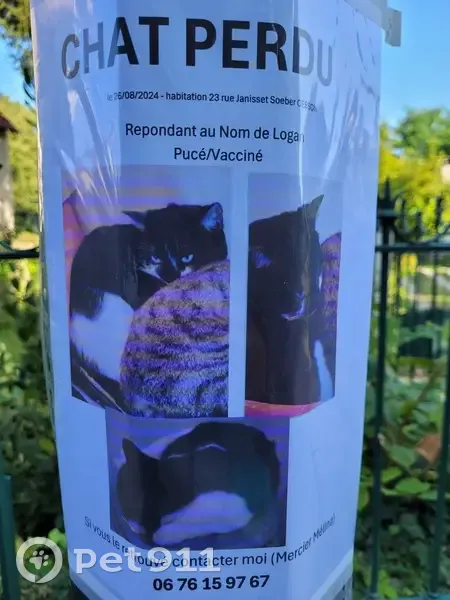 Chat noir et blanc perdu à Cesson - photo