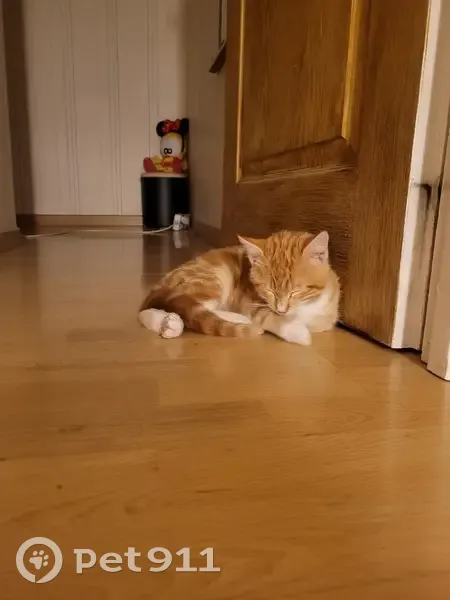 Chaton roux trouvé à Aillevillers-et-Lyaumont - photo