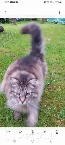 Chat disparu Garçon, Mouroux (fl523055) - photo