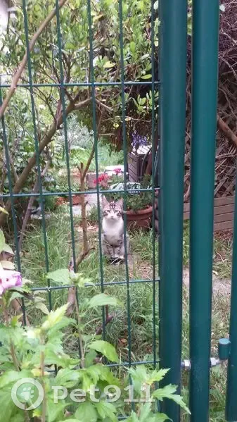 Jeune chat mâle trouvé à Chevilly-Larue - photo