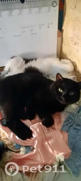 Chat disparu Garçon (fl523068) - photo
