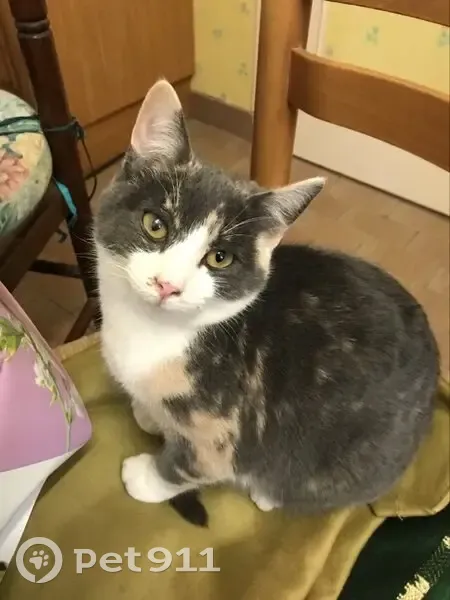 Chatte tricolore disparue à Belforêt-en-Perche - photo