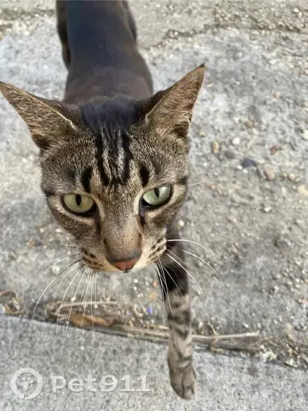 Chat trouvé à Branne cherche maison - photo