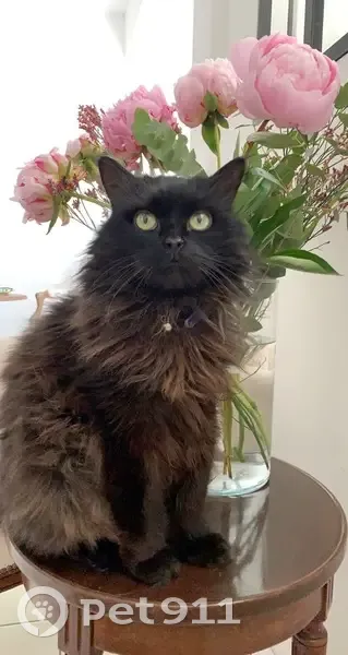 Chatte Norvégienne noire sourde perdue à Loctudy - photo
