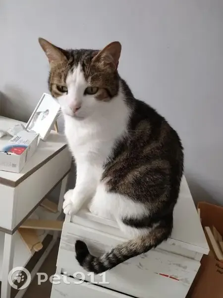 Chat disparu Garçon, Saint-Vit (fl523088) - photo