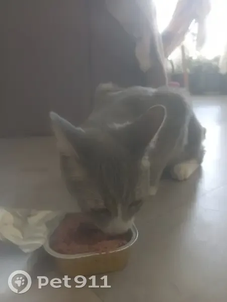 Jeune chat tigré gris-blanc trouvé à Montpellier - photo
