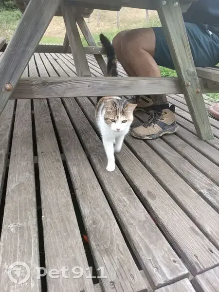 Chat trouvé à Aleu : très sociable et affamé - photo