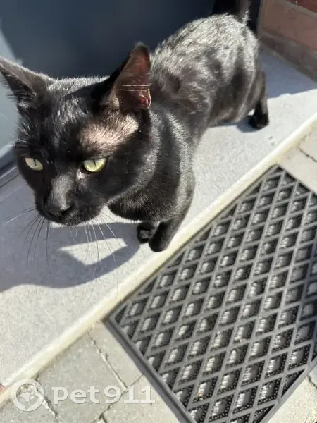 Chat mâle noir maigre trouvé à Nieppe - photo