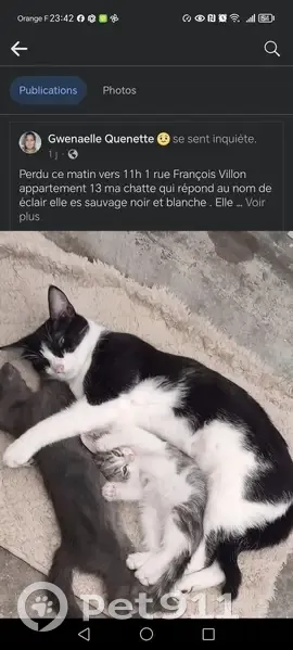 Chat noir et blanc disparu à Cognac - photo