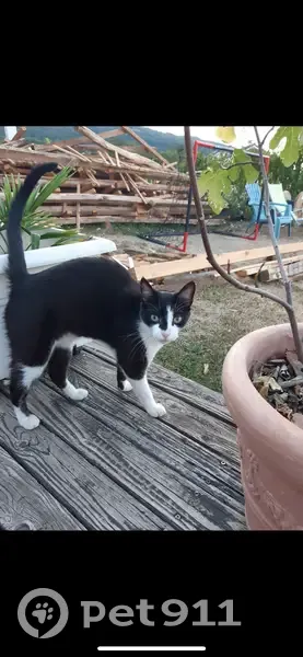 Chat européen noir et blanc disparu à Villaz - photo