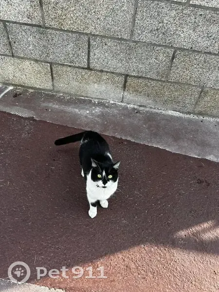 Chat affamé trouvé Rue de la Bourcillière - photo