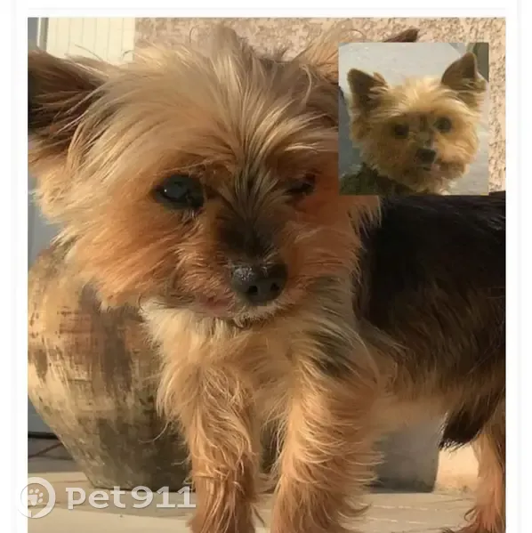 Chien perdu : Petit Yorkshire noir et feu - photo
