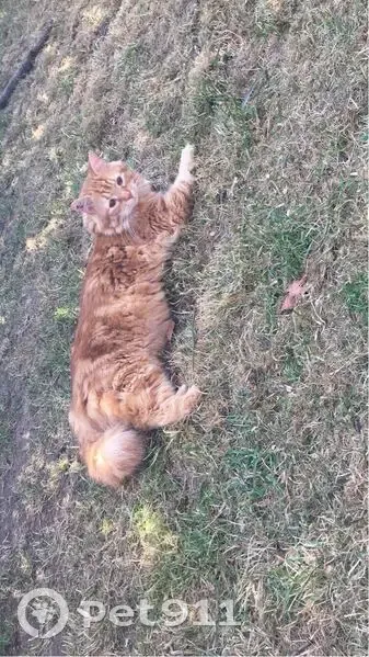 Chatte rousse Kiara disparue à Cléry-Saint-André - photo