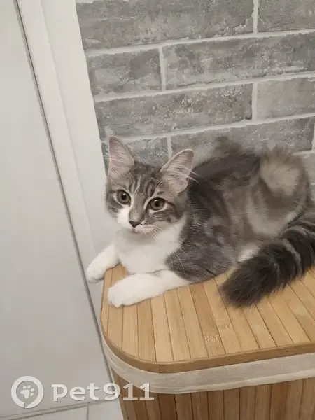 Chaton gris sociable trouvé Rue Grua Rouchouse - photo