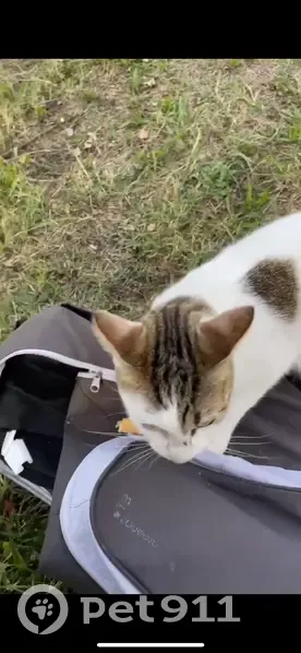 Chat affectueux trouvé à Saint-Priest - photo