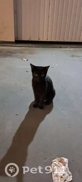 Jeune chatte trouvée Rue du Château, Montbéliard - photo