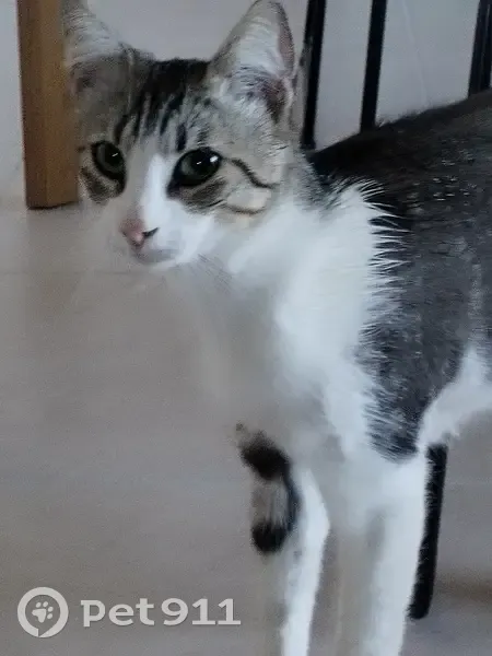 Chat européen mâle trouvé, blessé, soigné à Tosse - photo